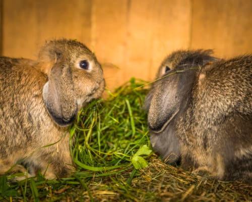 Appartamento Unterwoehrlehen Faistenau Esterno foto