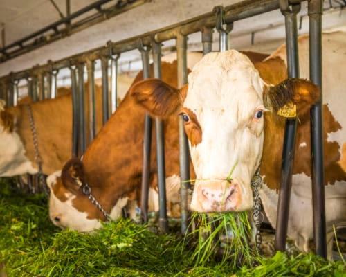Appartamento Unterwoehrlehen Faistenau Esterno foto