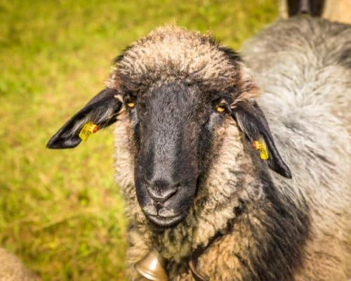 Appartamento Unterwoehrlehen Faistenau Esterno foto