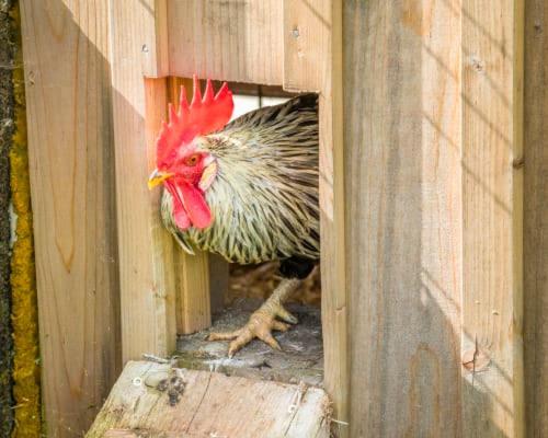 Appartamento Unterwoehrlehen Faistenau Esterno foto
