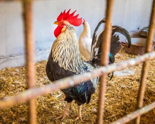 Appartamento Unterwoehrlehen Faistenau Esterno foto