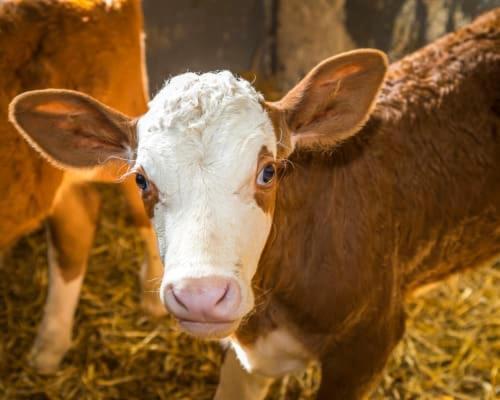 Appartamento Unterwoehrlehen Faistenau Esterno foto