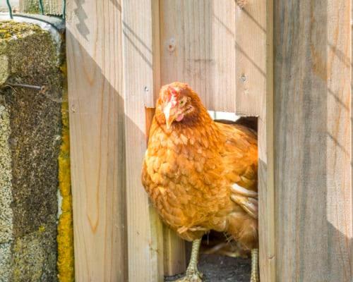 Appartamento Unterwoehrlehen Faistenau Esterno foto