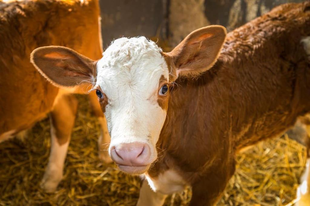 Appartamento Unterwoehrlehen Faistenau Esterno foto