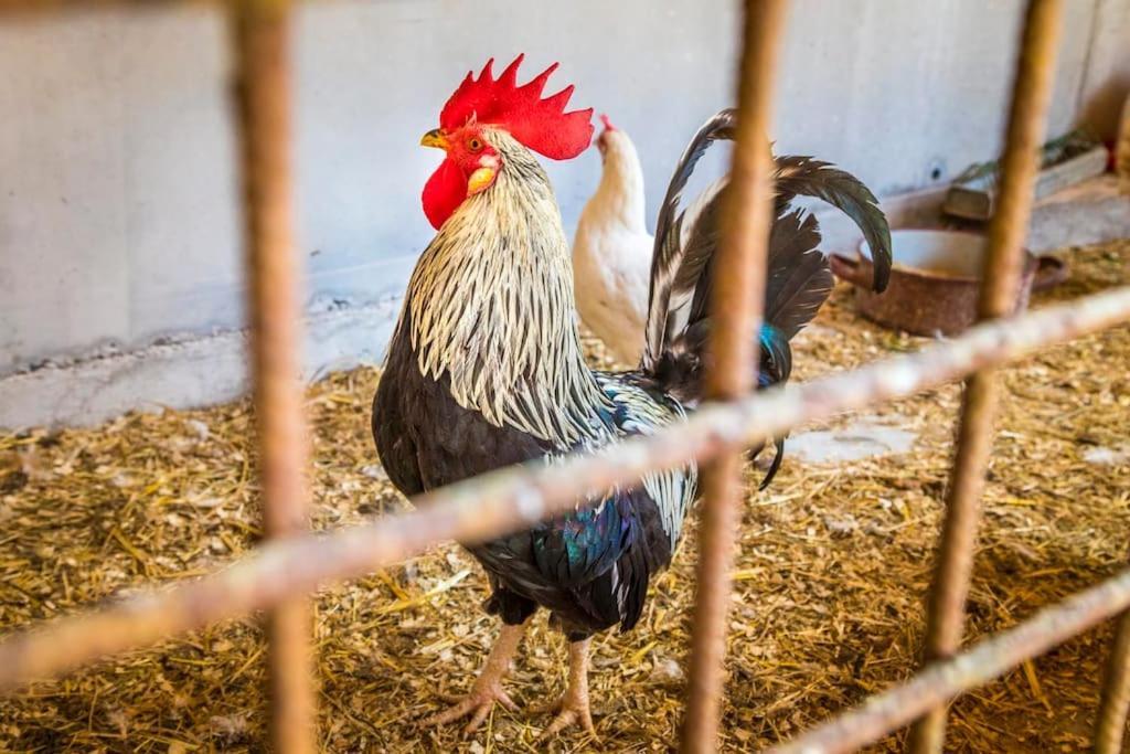 Appartamento Unterwoehrlehen Faistenau Esterno foto