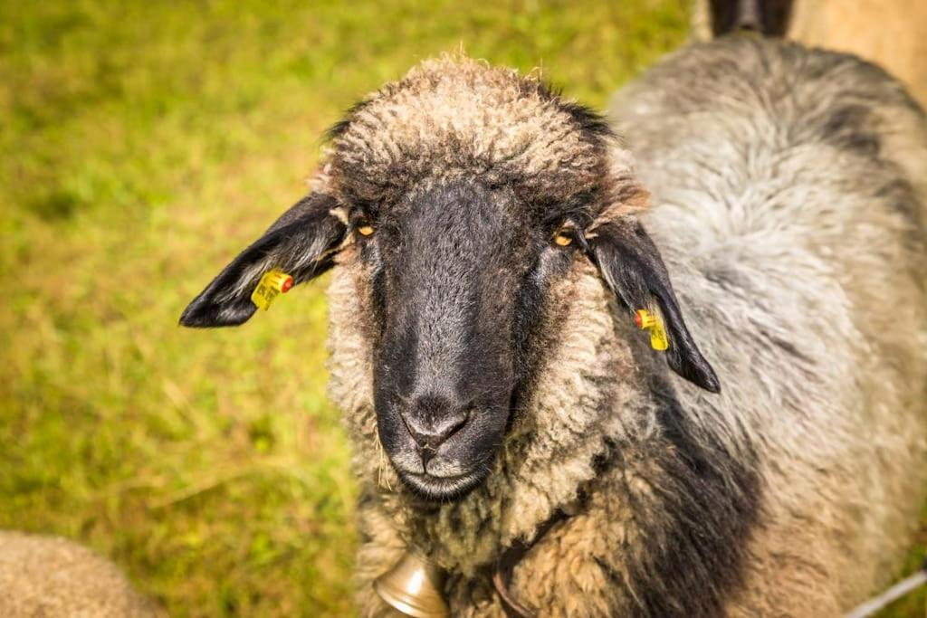 Appartamento Unterwoehrlehen Faistenau Esterno foto