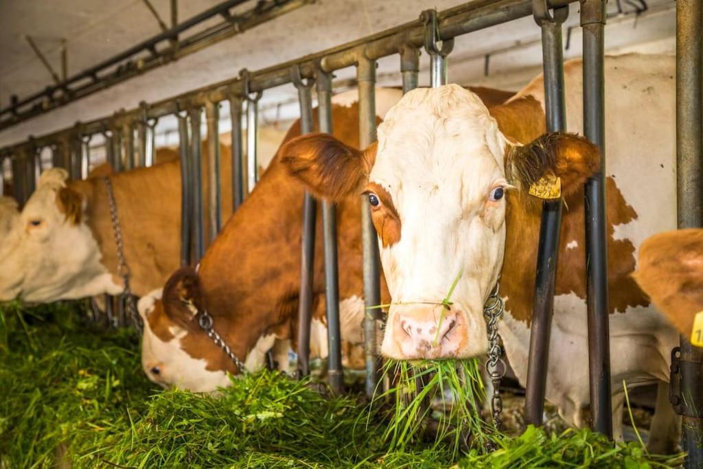Appartamento Unterwoehrlehen Faistenau Esterno foto